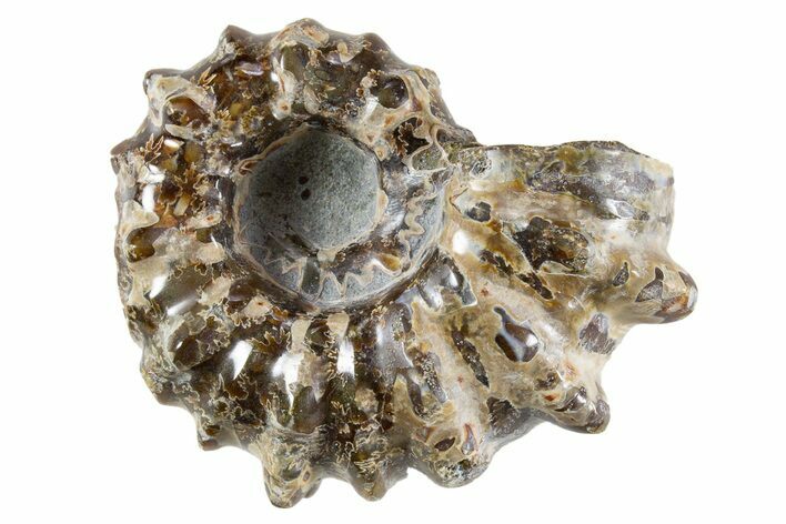 Bumpy Ammonite (Douvilleiceras) Fossil - Madagascar #343808